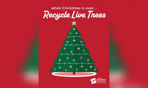 Recycling and repurposing options available for Christmas trees this holiday season